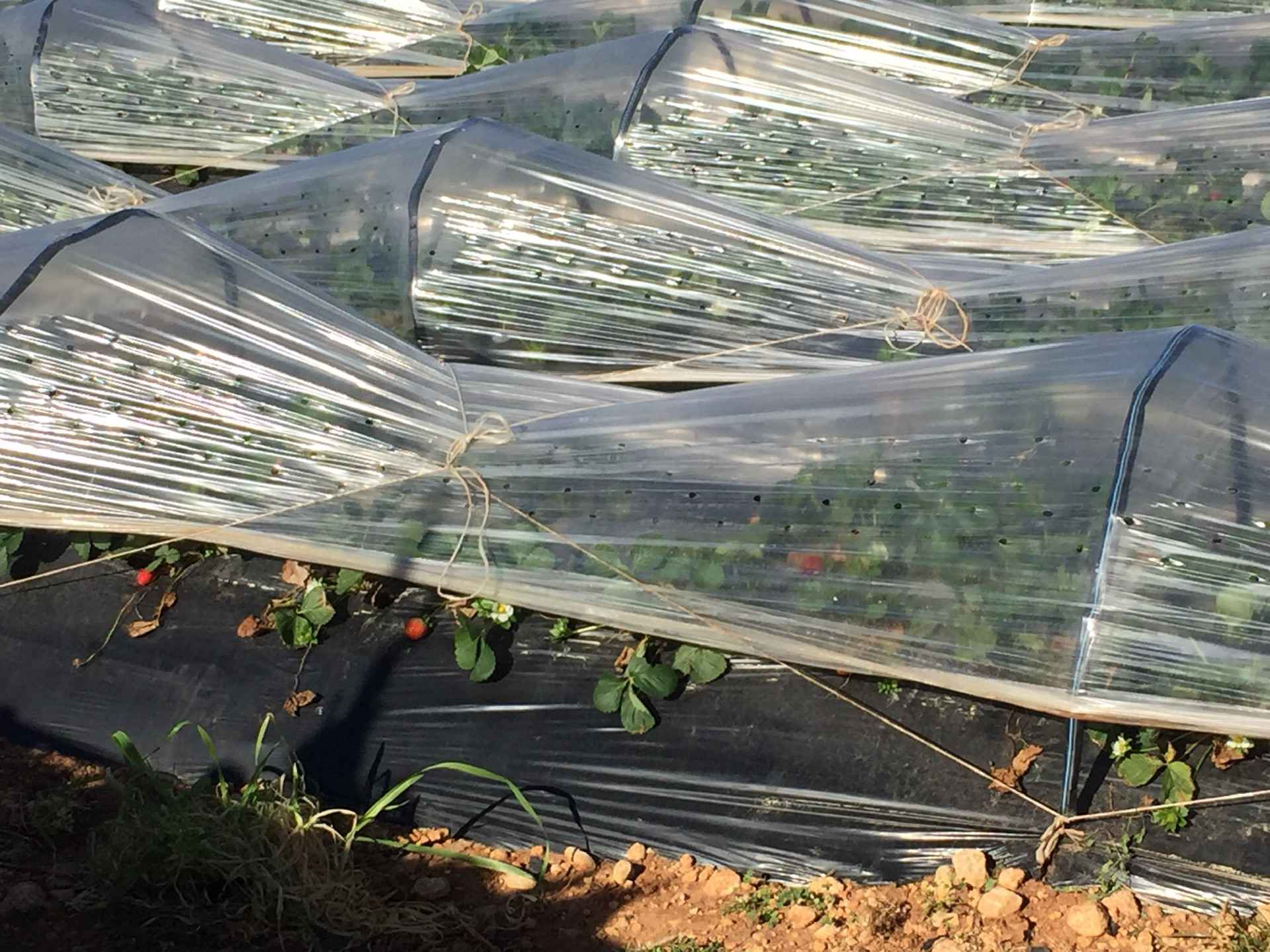 此水蔚蓝 马耳他圣诞七日谈 六,马耳他自助游攻