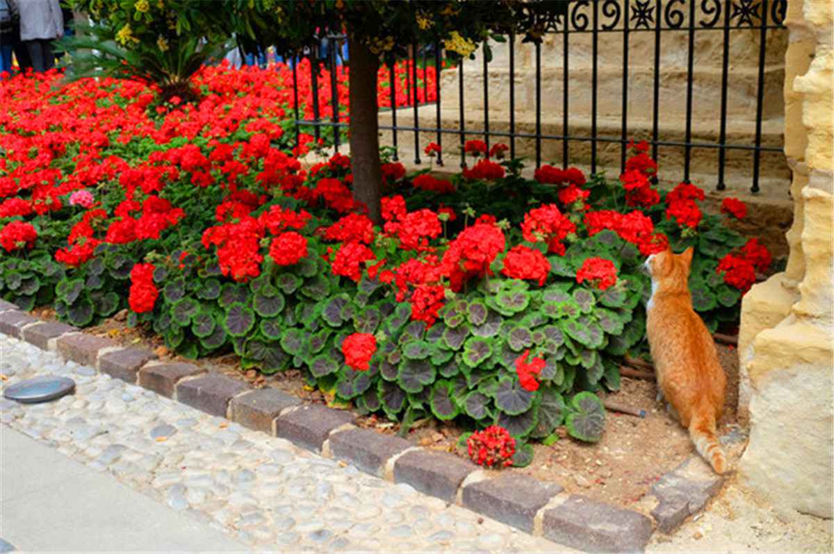 站在瓦莱塔的至高点,观马耳他城市风景,马耳他