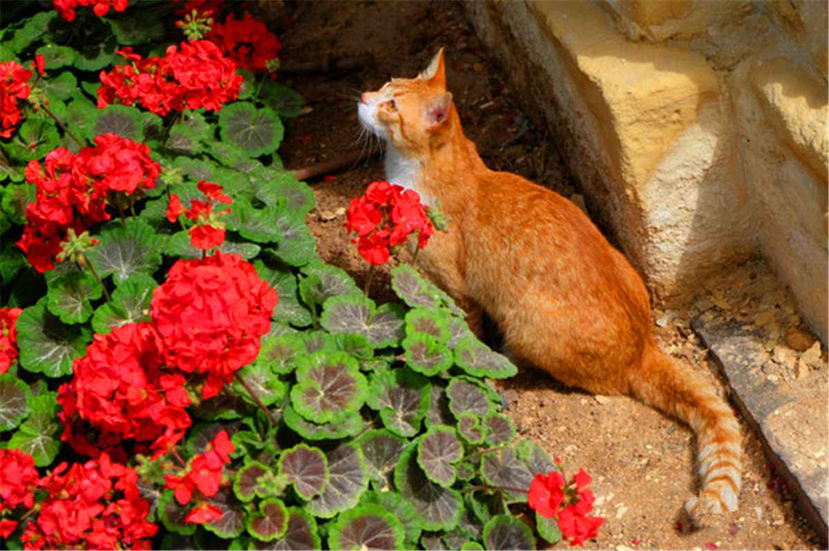 站在瓦莱塔的至高点,观马耳他城市风景,马耳他