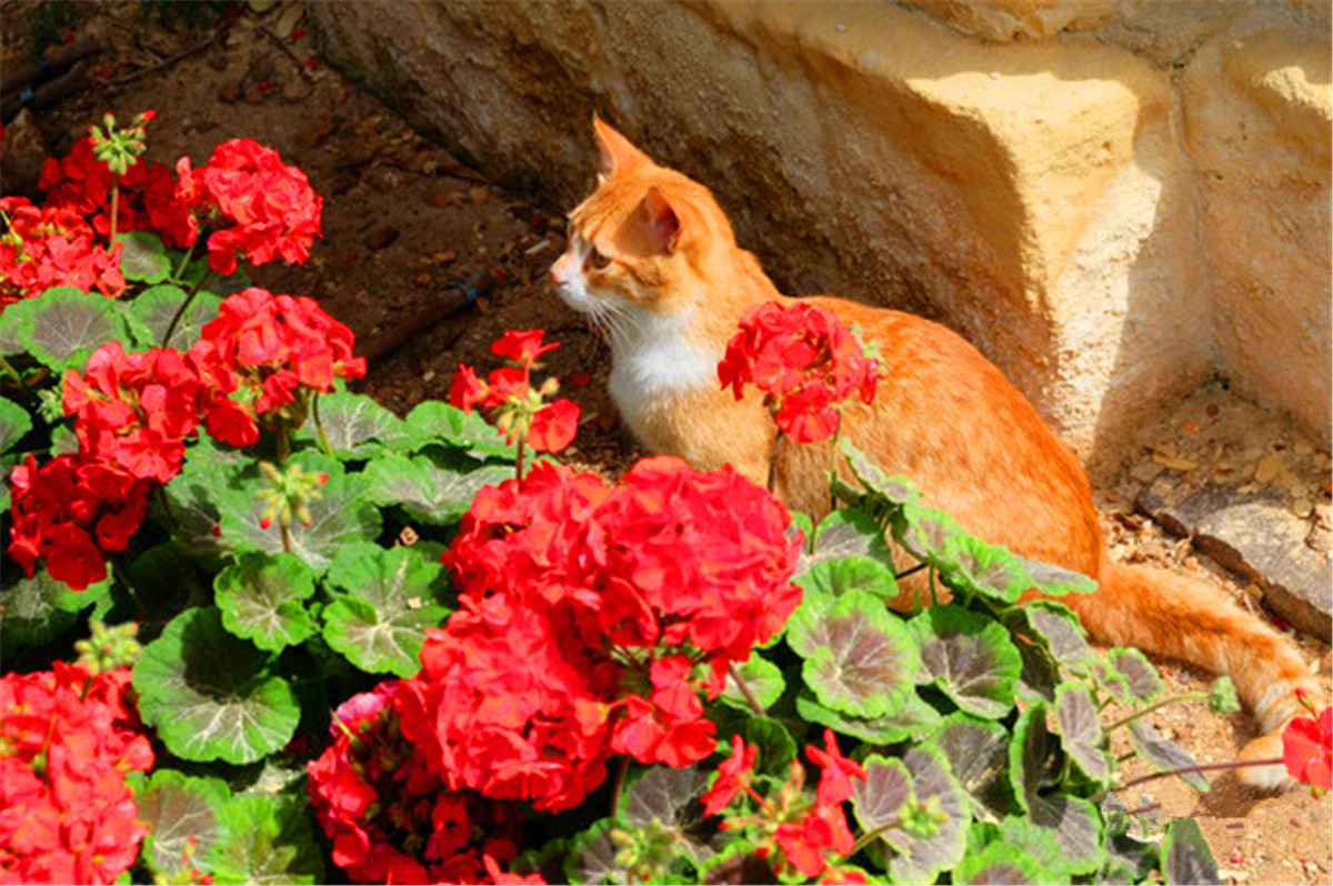 站在瓦莱塔的至高点,观马耳他城市风景,马耳他