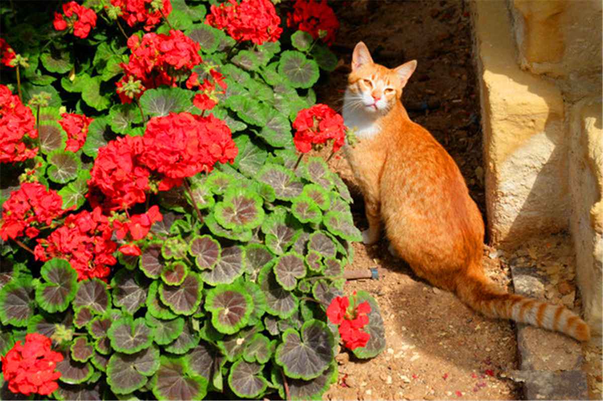 站在瓦莱塔的至高点,观马耳他城市风景,马耳他
