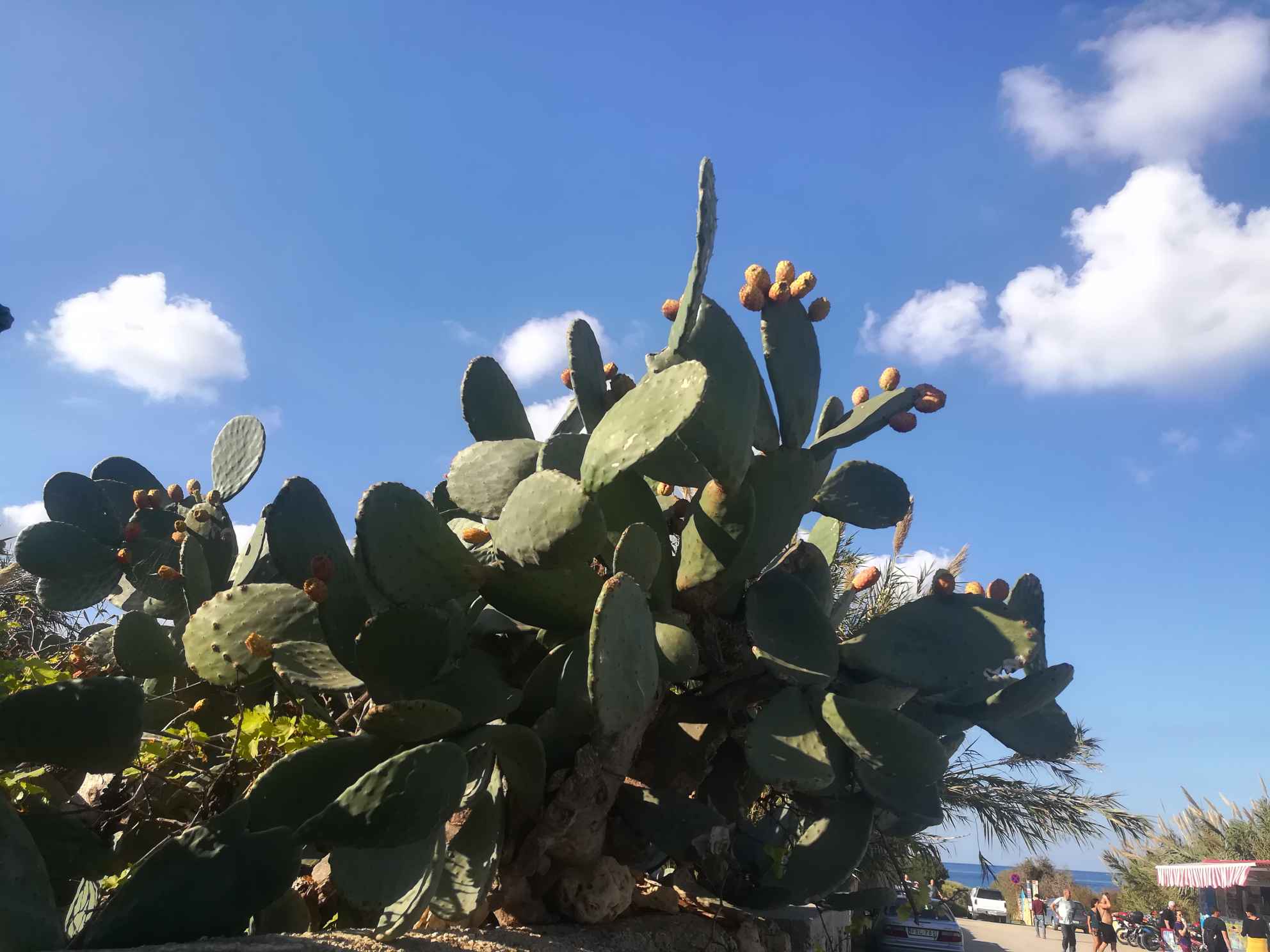 欧洲十一国(地)自由行之三十一 马耳他(l) GOZO岛