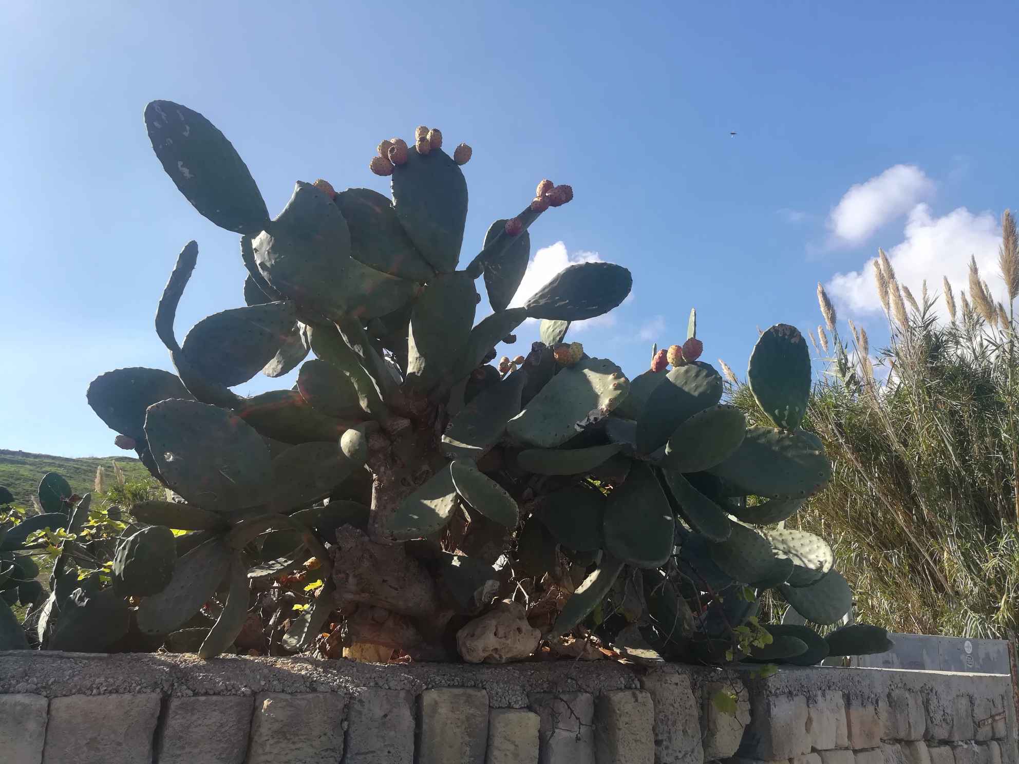 欧洲十一国(地)自由行之三十一 马耳他(l) GOZO岛