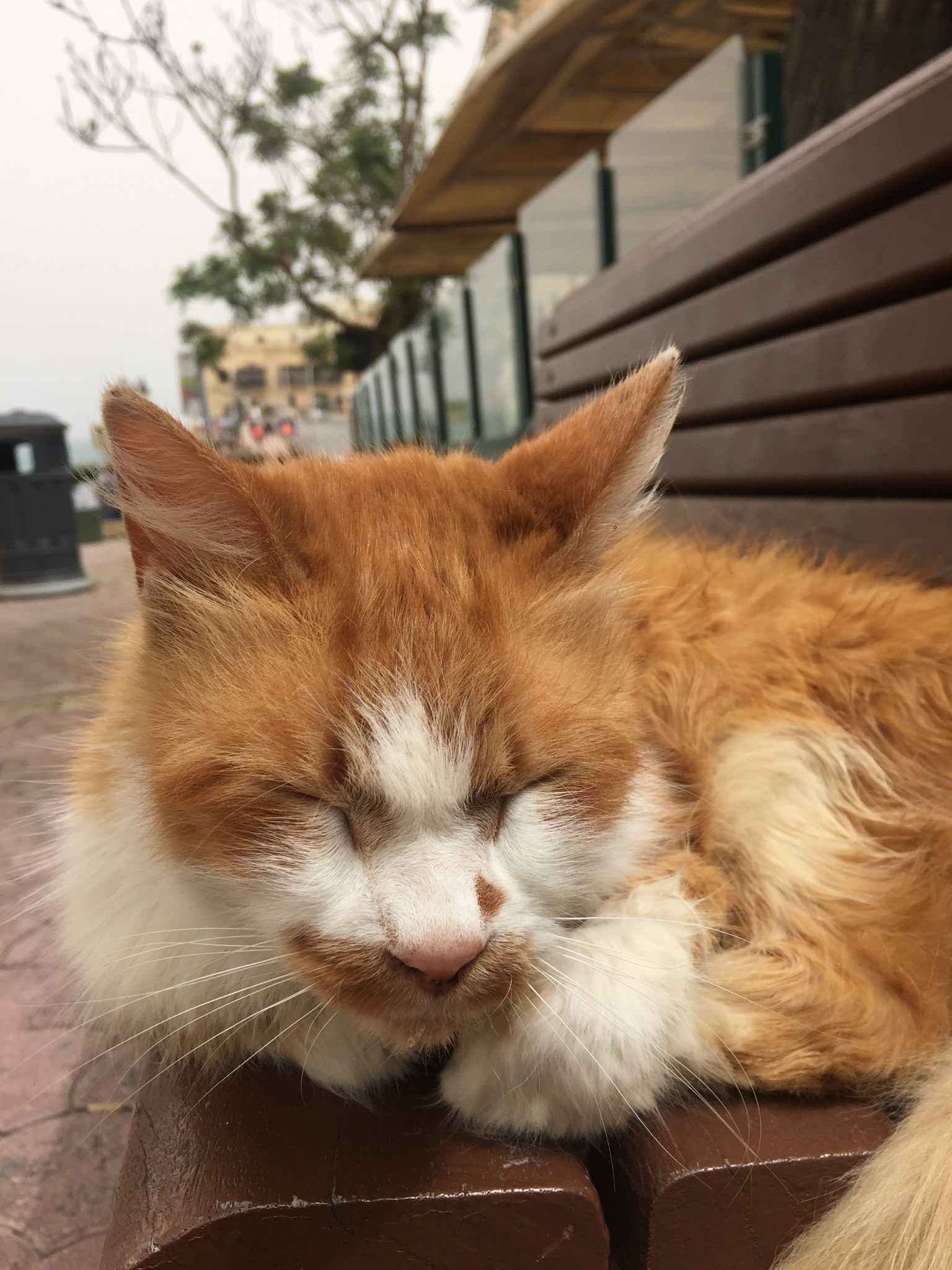 自由行、海岛生活全攻略,没有权利游戏但是依