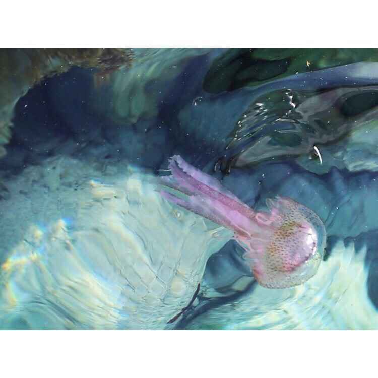 马耳他(瓦莱塔/斯利马/戈佐岛/科米诺岛)吃喝