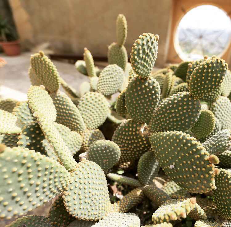 马耳他(瓦莱塔/斯利马/戈佐岛/科米诺岛)吃喝