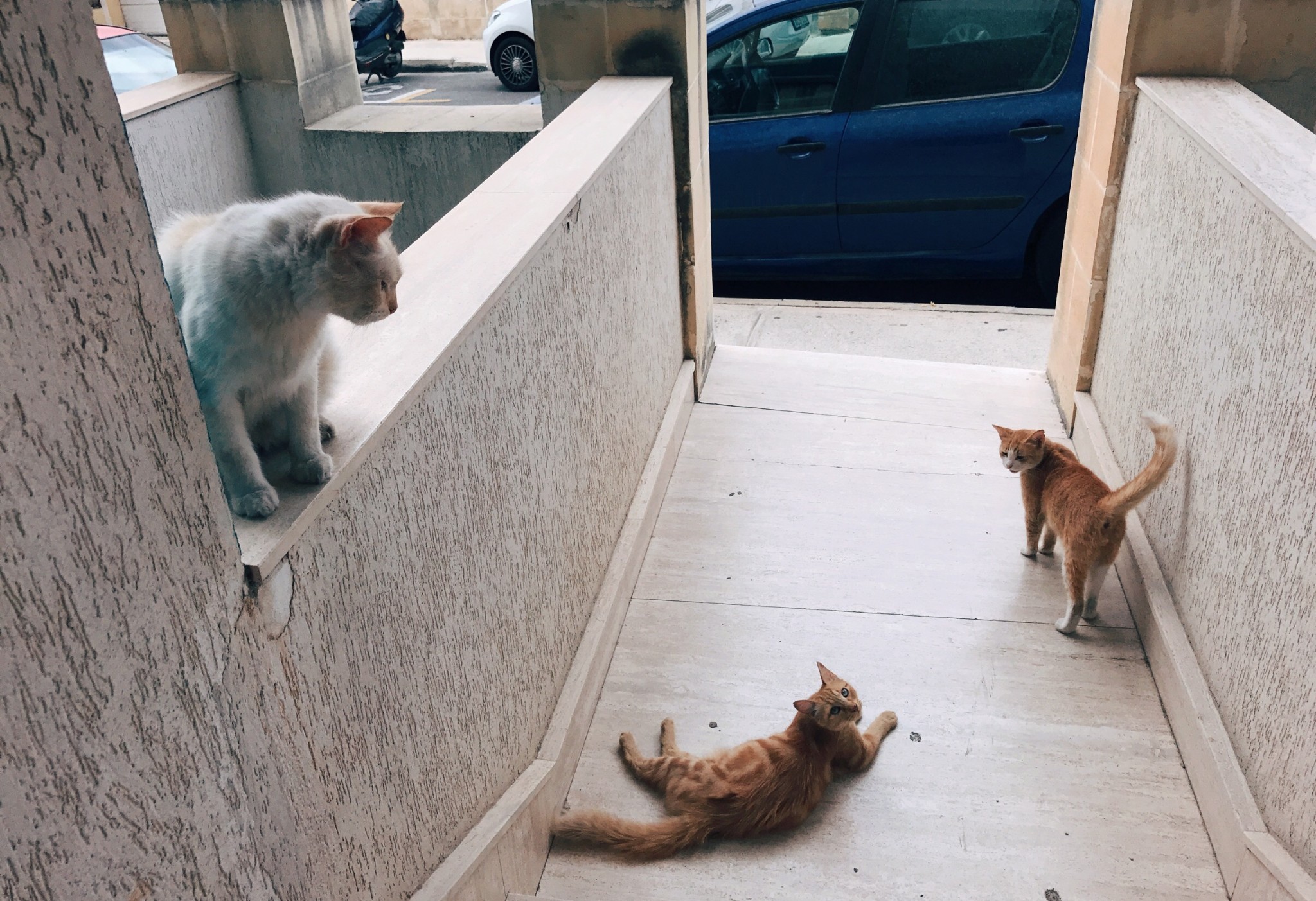 马耳他的喵儿,马耳他旅游攻略