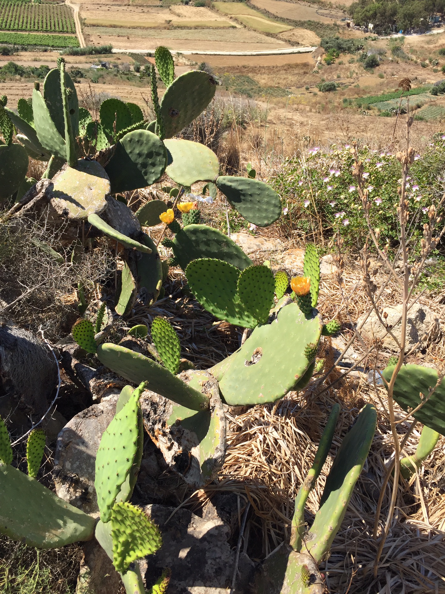 戈佐GOZO岛,马耳他旅游攻略