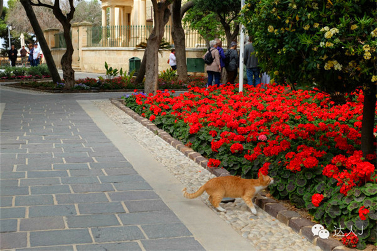 从一只猫的表情说起，观马耳他城市风景,马耳他