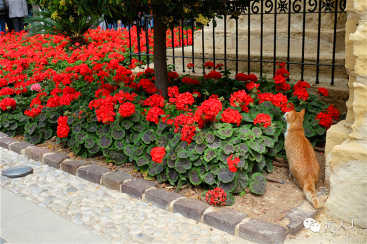 从一只猫的表情说起，观马耳他城市风景,马耳他