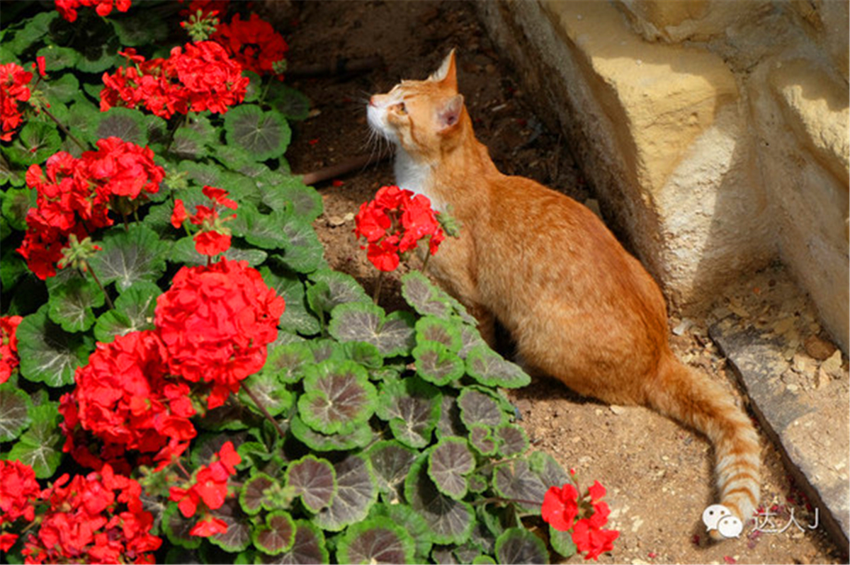 从一只猫的表情说起，观马耳他城市风景,马耳他