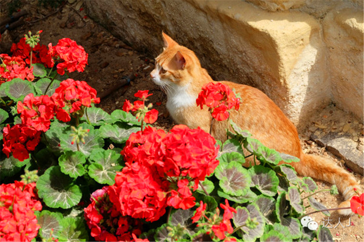 从一只猫的表情说起，观马耳他城市风景,马耳他