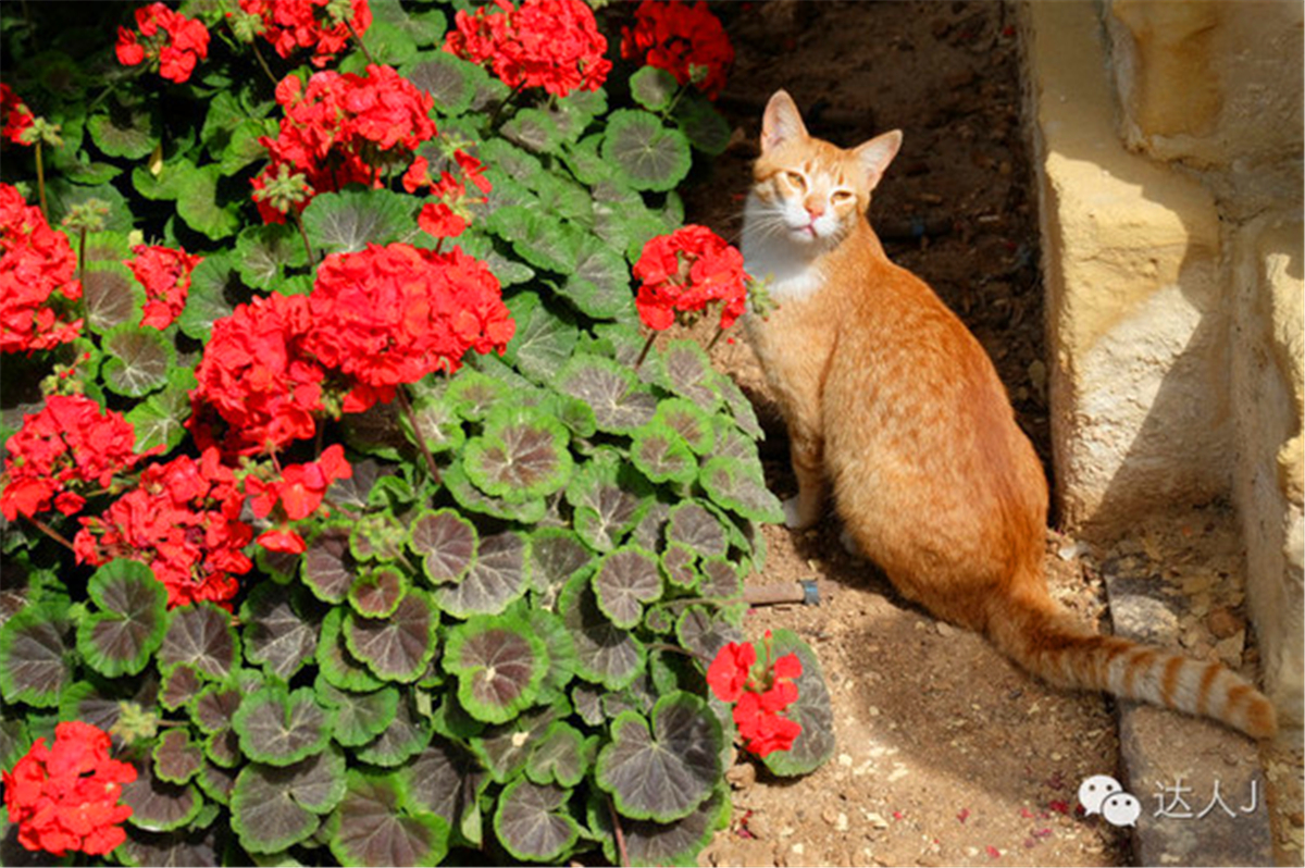 从一只猫的表情说起，观马耳他城市风景,马耳他