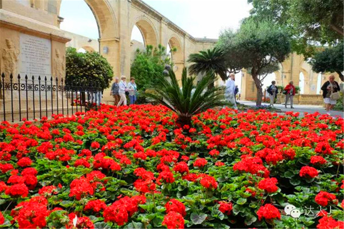 从一只猫的表情说起，观马耳他城市风景,马耳他