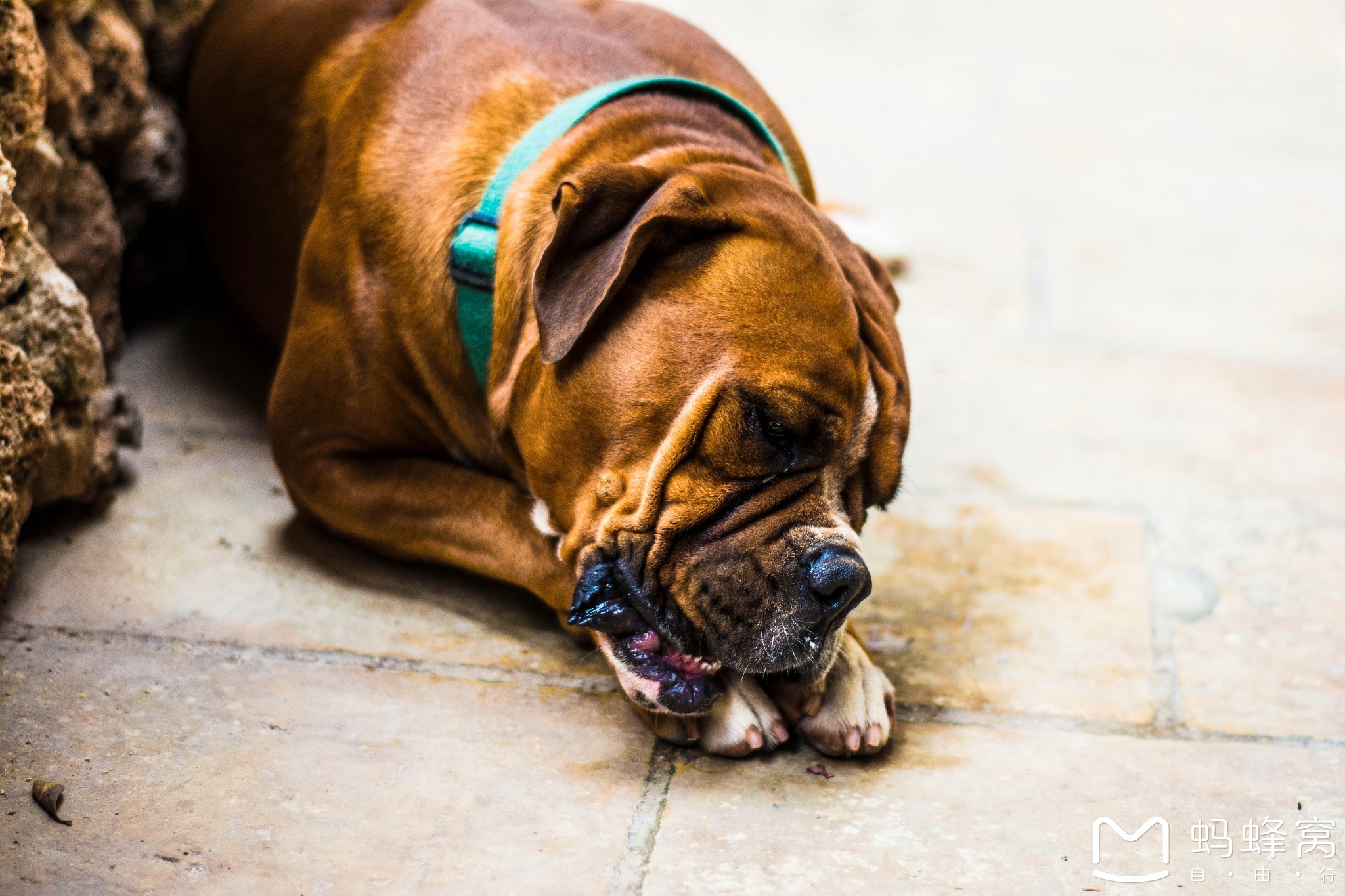 留荷女文青的欧游散记|情迷马耳他(上),马耳