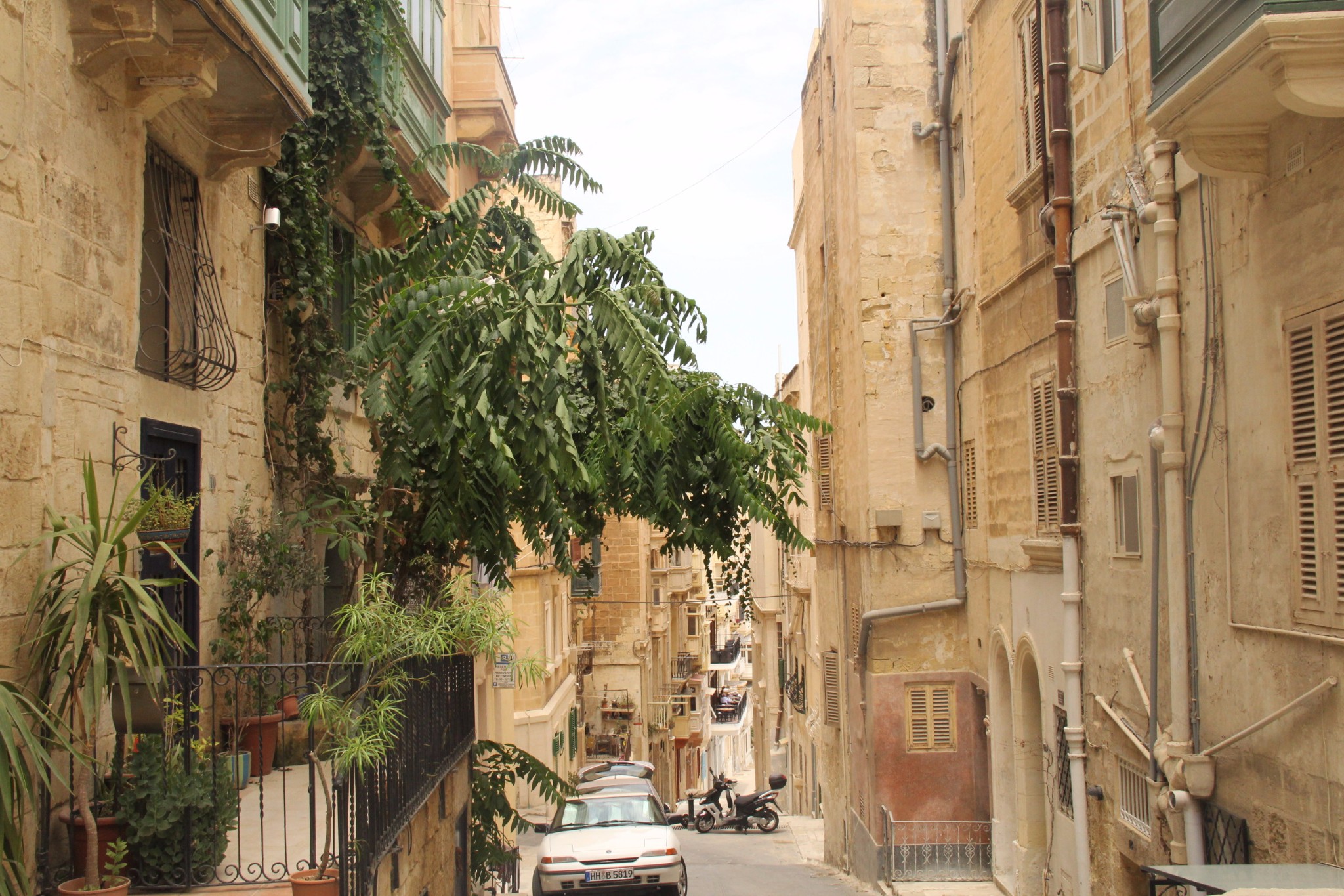 穿梭在古城墙间的壁虎和肆虐于阳光下的仙人掌