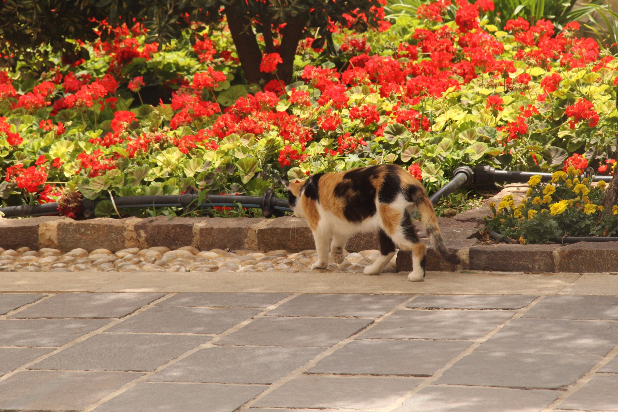 穿梭在古城墙间的壁虎和肆虐于阳光下的仙人掌