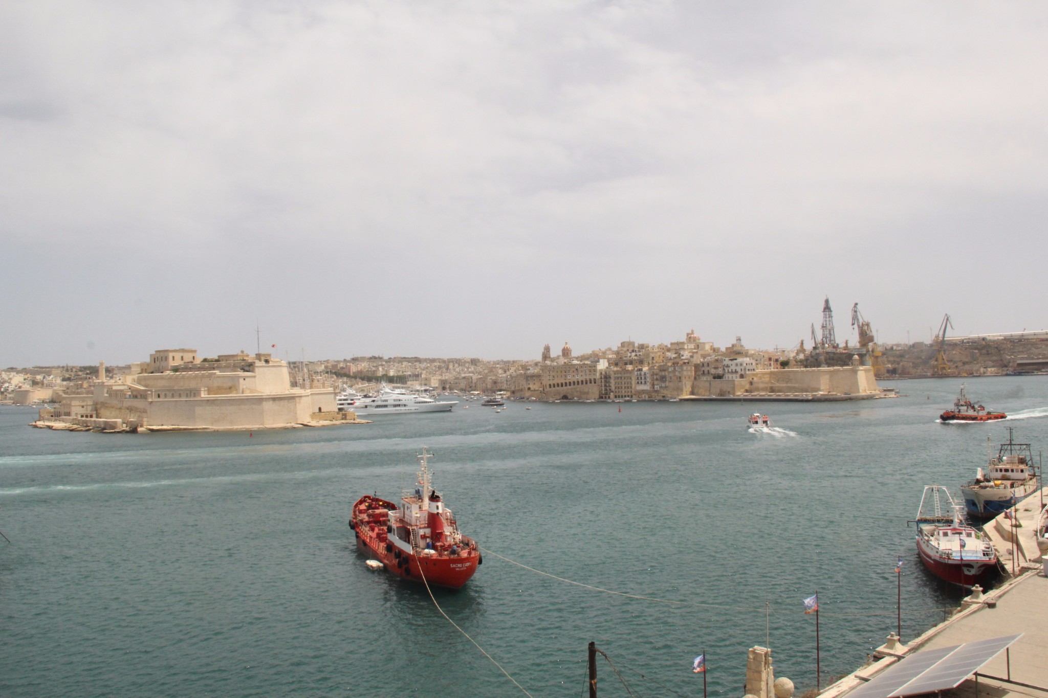 穿梭在古城墙间的壁虎和肆虐于阳光下的仙人掌