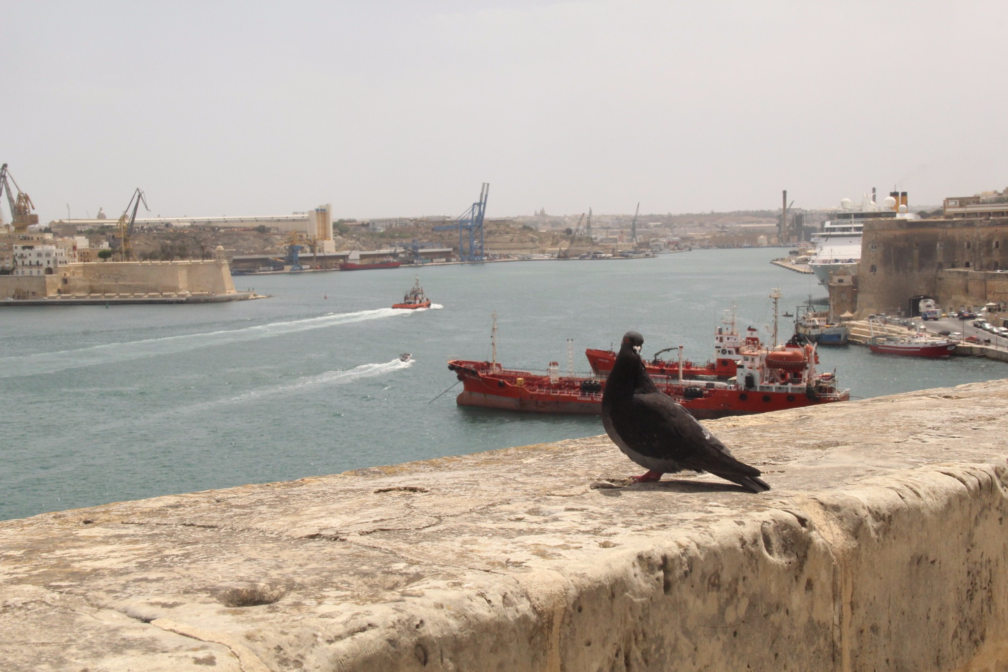 穿梭在古城墙间的壁虎和肆虐于阳光下的仙人掌