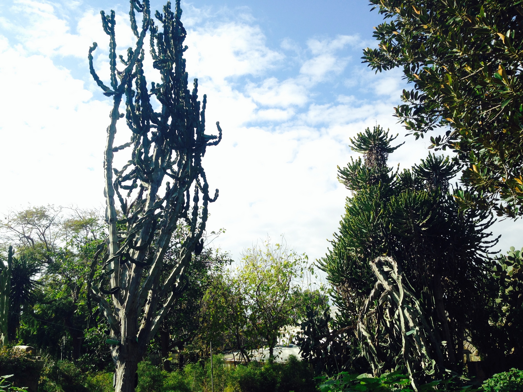 用尽全世界的土黄 地中海小岛马耳他,马耳他自助