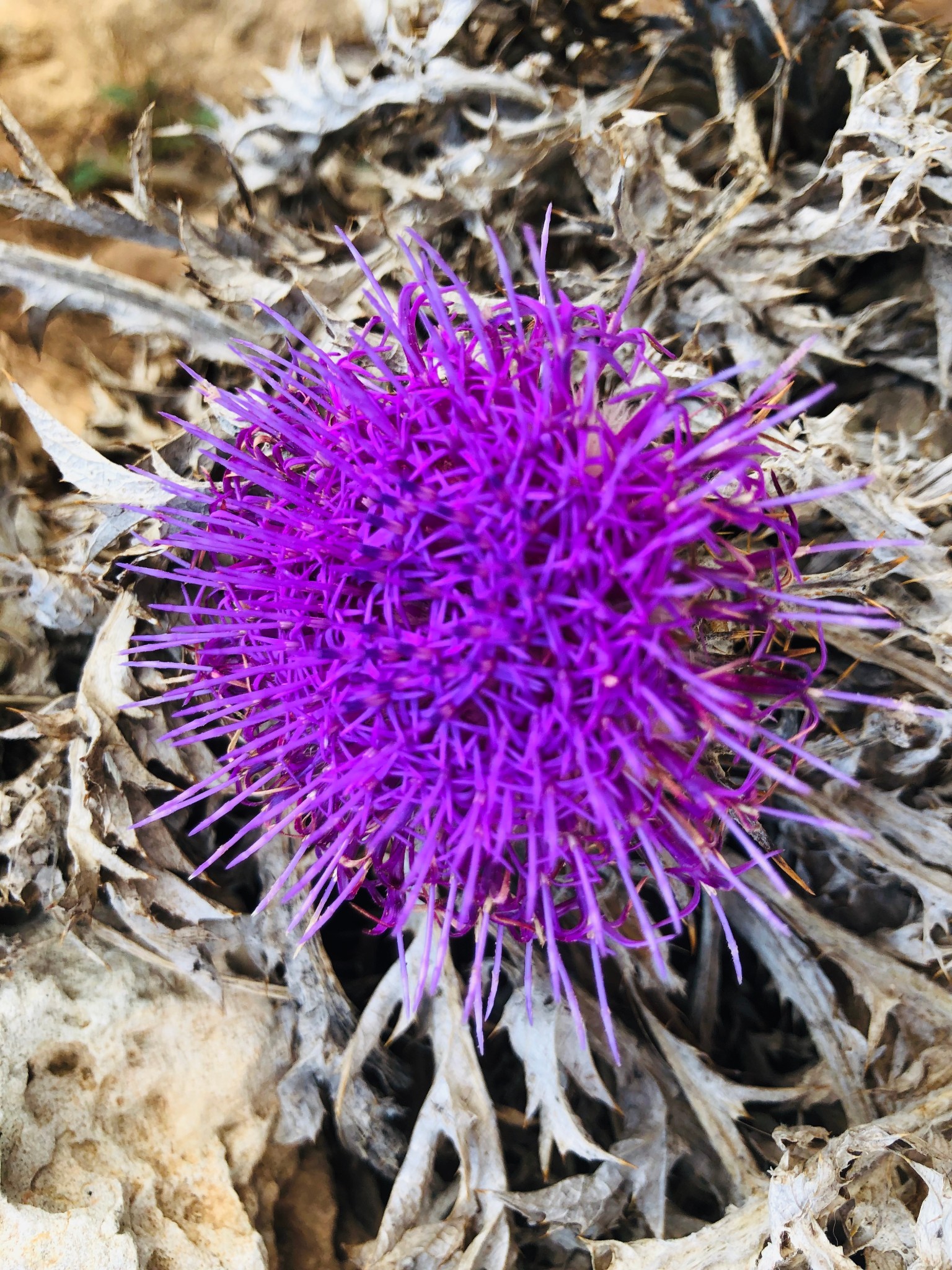 马耳他主岛,马耳他自助游攻略