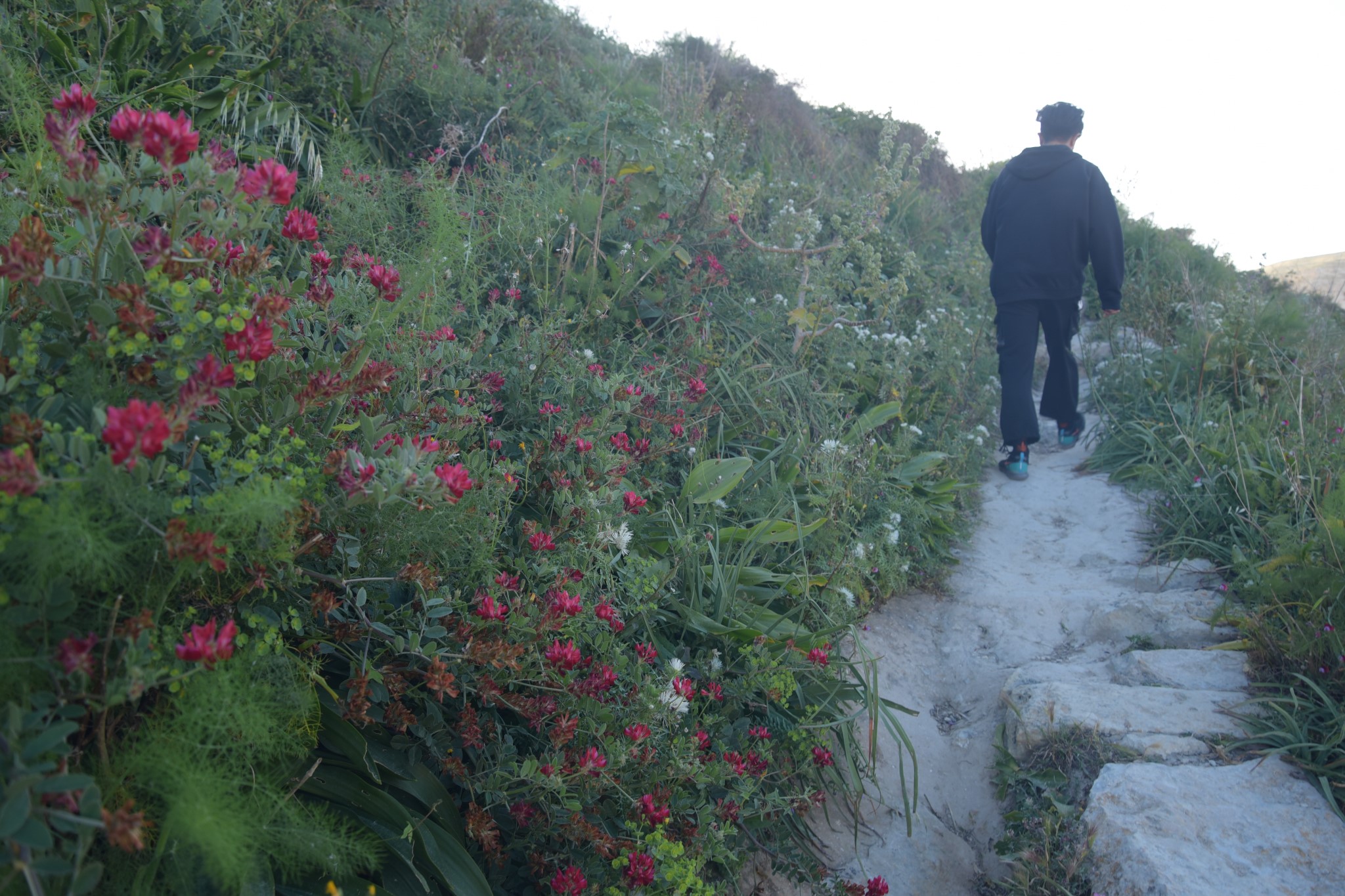 马耳他：二刷gozo岛 故地重游 尽情撒野,马耳他旅