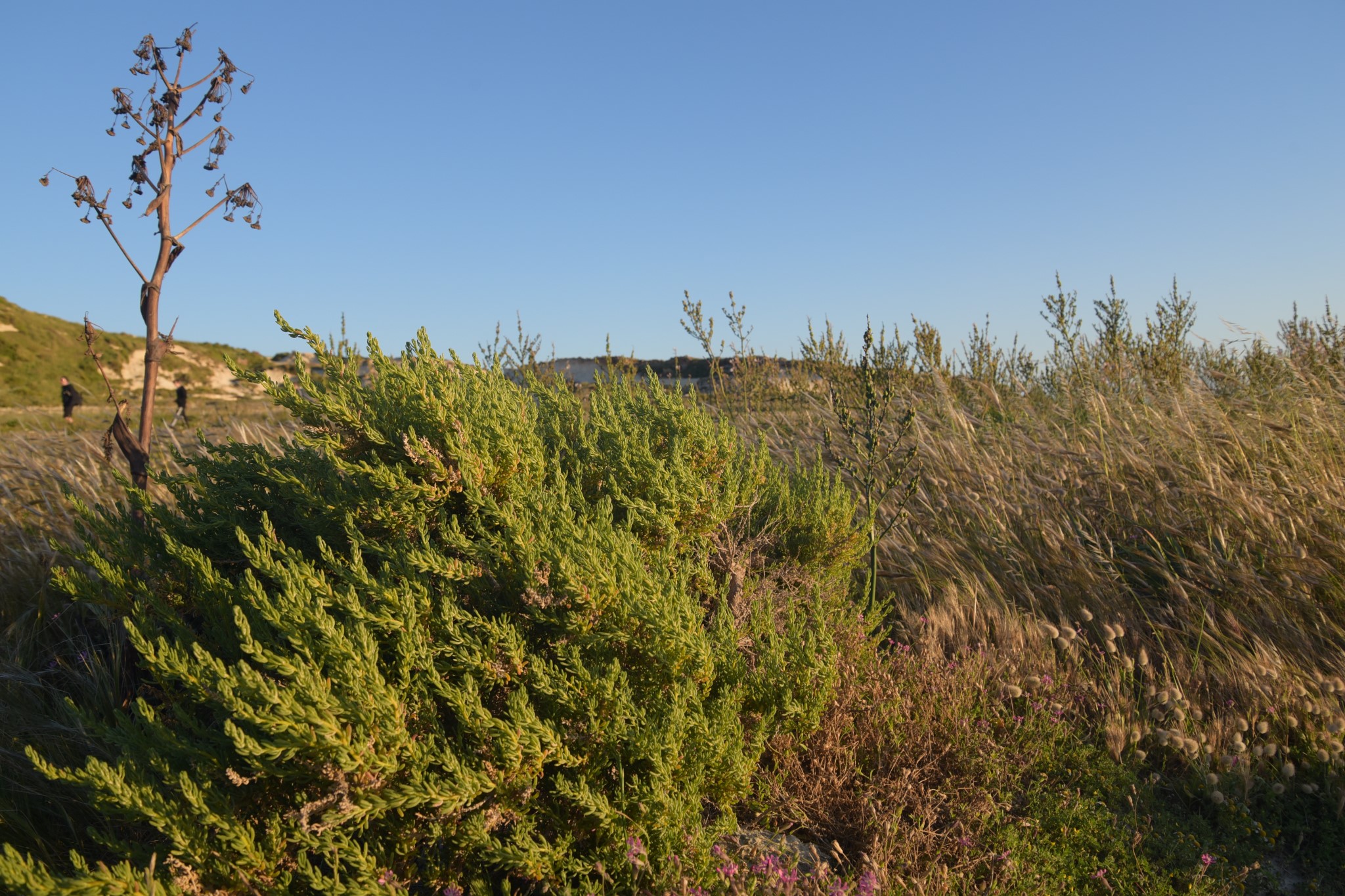 马耳他：二刷gozo岛 故地重游 尽情撒野,马耳他旅