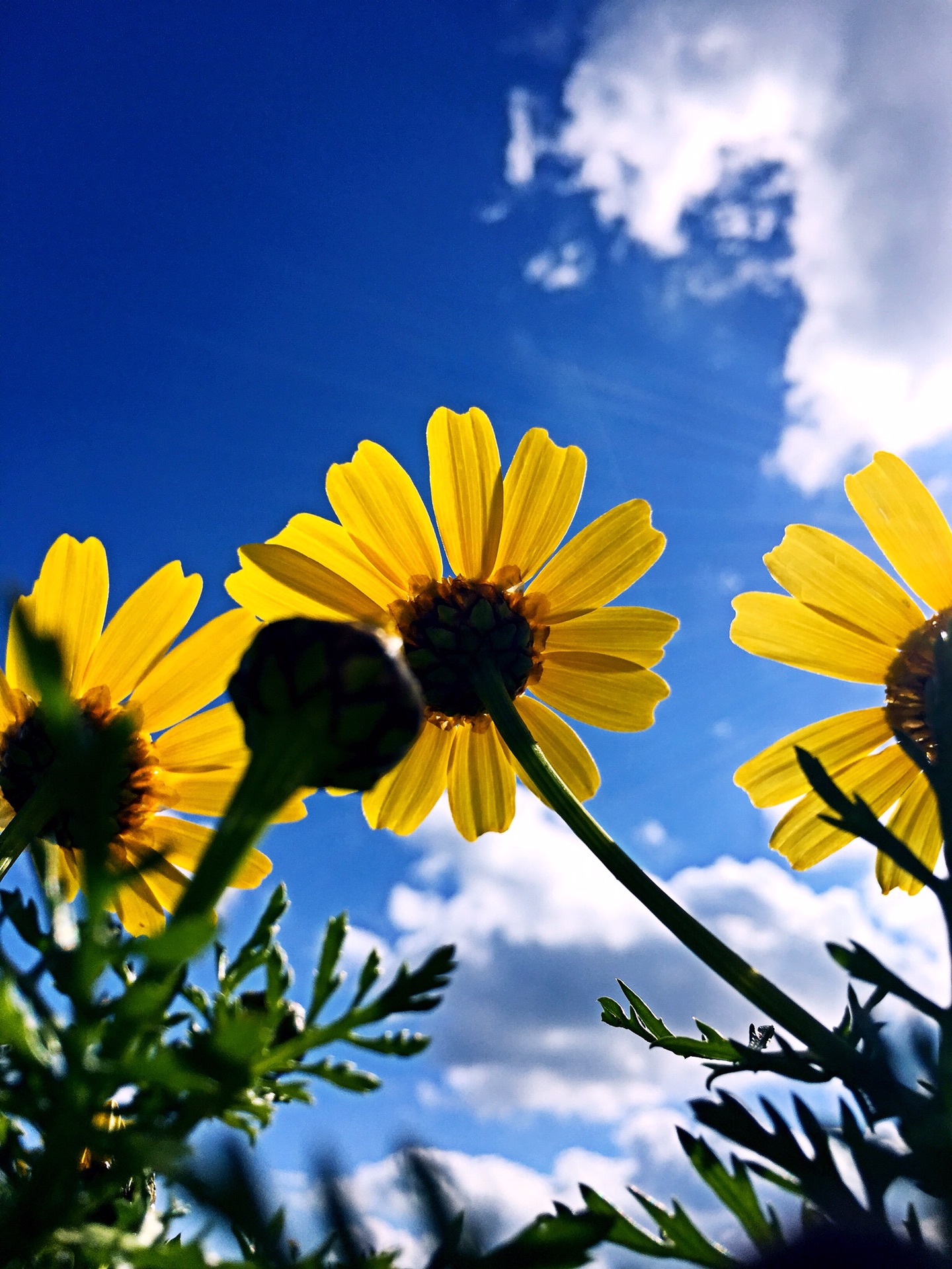 地中海心脏、马耳他冬季暖阳,马耳他旅游攻略