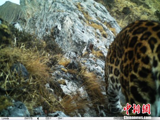  四川卧龙大熊猫栖息地首次拍到金钱豹