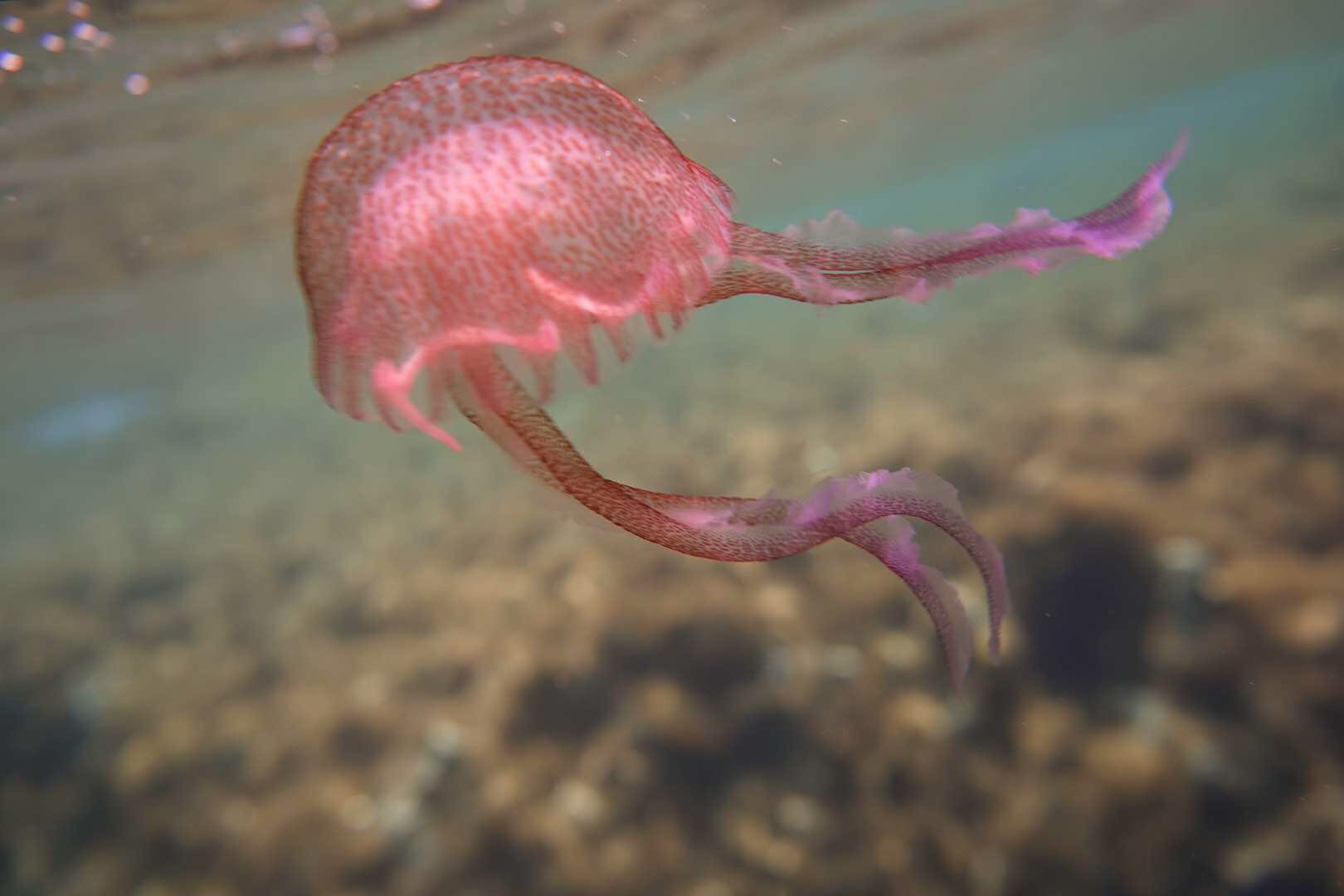 我的欧洲马耳他游学,马耳他旅游攻略