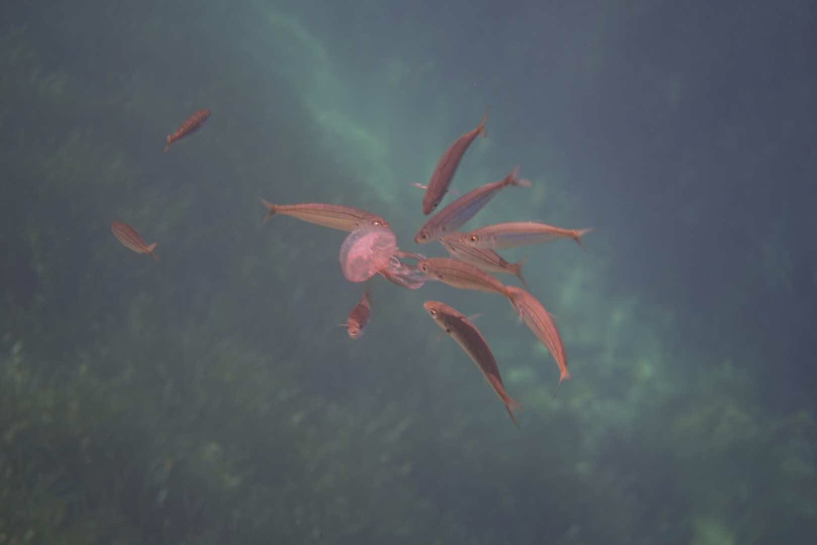 我的欧洲马耳他游学,马耳他旅游攻略