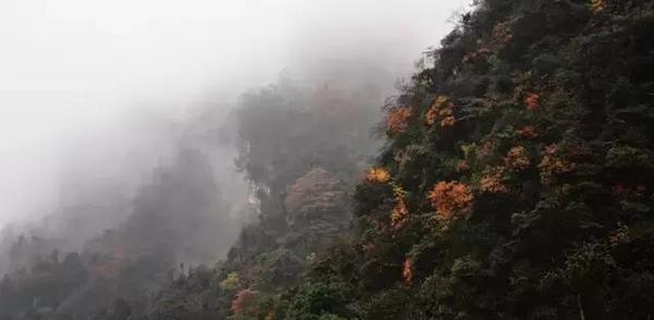  四川赏枫叶最全指南