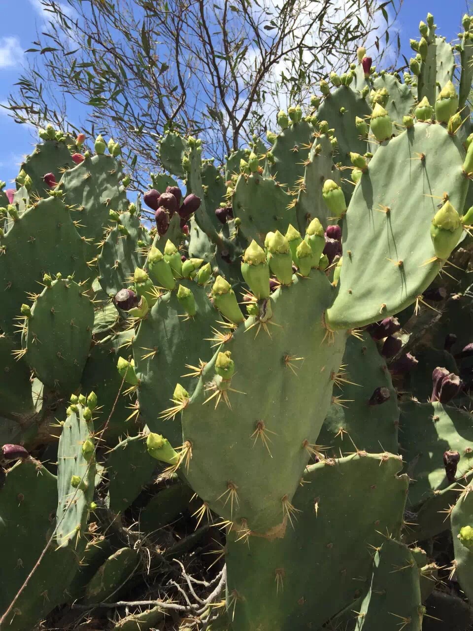 Malta 马耳他之旅 12,马耳他旅游攻略