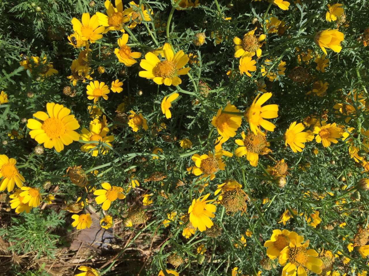 Malta 马耳他之旅 12,马耳他旅游攻略