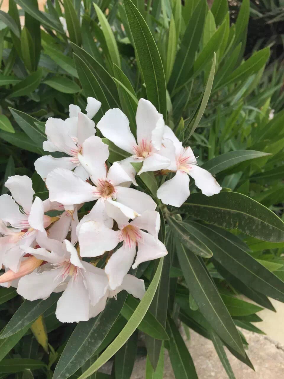 Malta 马耳他之旅 12,马耳他旅游攻略