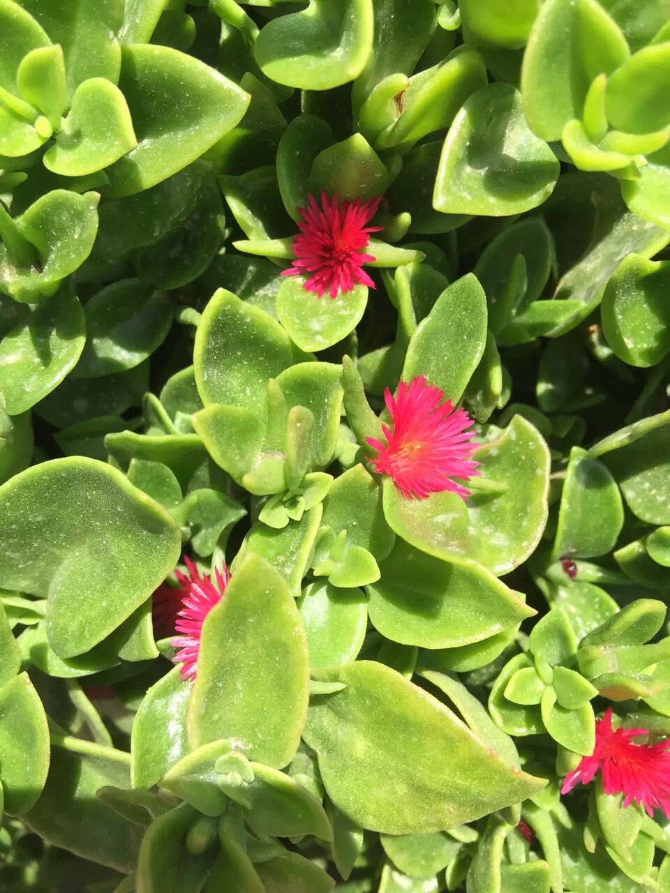 Malta 马耳他之旅 12,马耳他旅游攻略