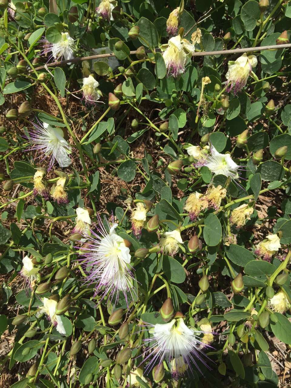 Malta 马耳他之旅 12,马耳他旅游攻略